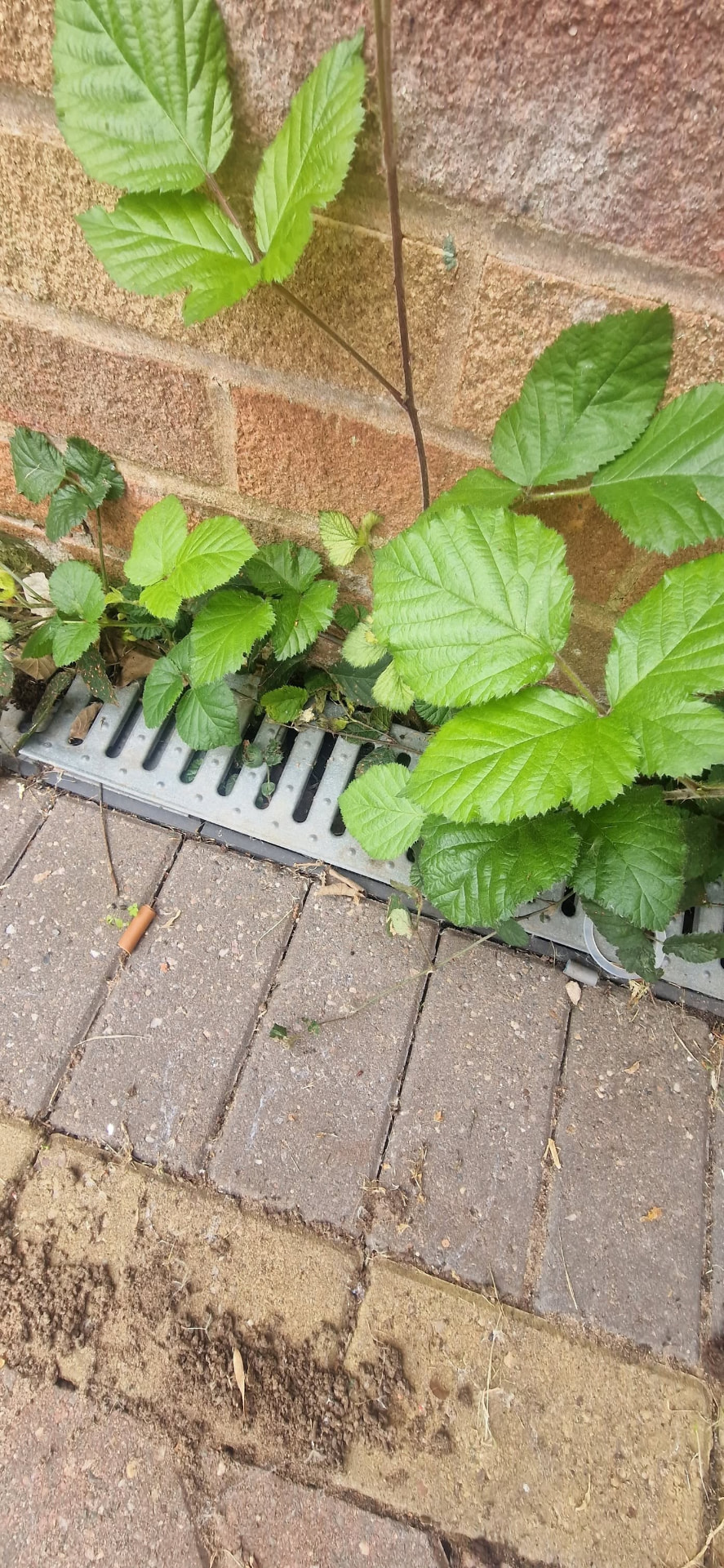 Brambles and weeds blocking an ACO drainage channel before clearance